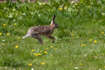 European Brown Hare, lepus europaeus, Adult running on Grass, Normandy