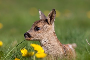 Roe Deer, capreolus capreolus, Fawn laying in Flowers, Normandy
