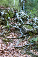 Beech tree on Cañón de Añisclo, Huesca Pyrenees. National Park of Ordesa - Monte Perdido