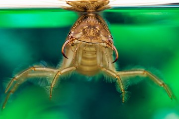 Great Diving Beetle, dytiscus marginalis, Larva standing in Water, Normandy