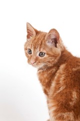 Red Tabby Domestic Cat, Kitten against White Background