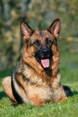 German Shepherd Dog, Adult laying on Grass with Tongue out