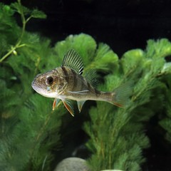 Fototapeta premium European Perch, perca fluviatilis