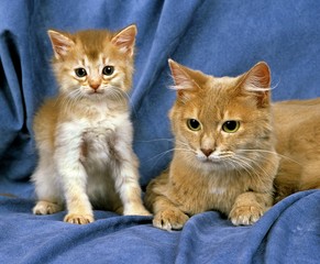 Fototapeta na wymiar Fawn Somali Domestic Cat, Mother and Kitten