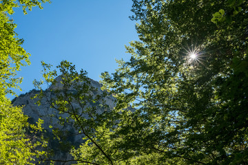 beech forest  of Cañón de Añisclo, Huesca Pyrenees. National Park of Ordesa - Monte Perdido