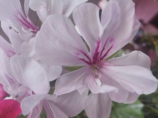 close up of pink flower