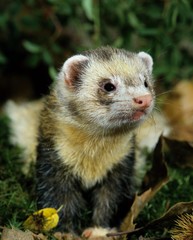 European Polecat, mustela putorius