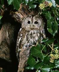 Eurasian Tawny Owl, strix aluco, Normandy