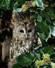 Eurasian Tawny Owl, strix aluco, Normandy