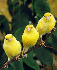 Yellow Canaries, serinus canaria standing on Branch