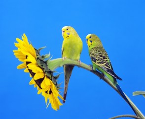 Budgerigar, melopsittacus undulatus, Adults standing on sunflower