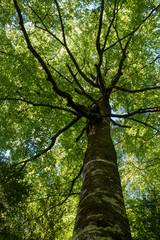 Beech tree on Cañón de Añisclo, Huesca Pyrenees. National Park of Ordesa - Monte Perdido