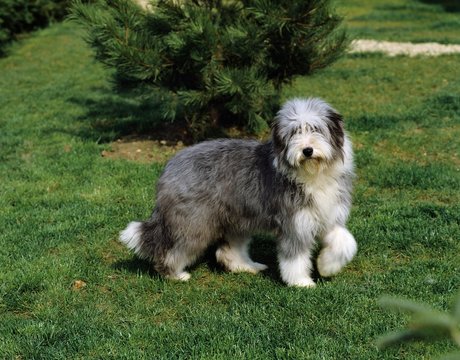 Bearded Collie Dog standing on Lawn