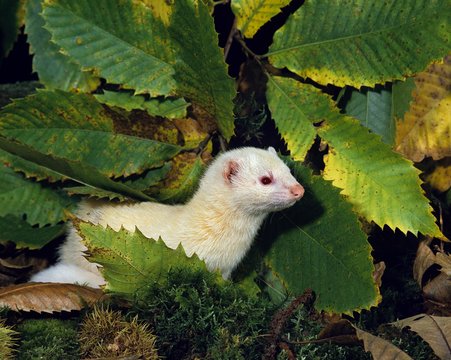 Ferret, mustela putorius furo