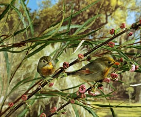 Red-billed Leiothrix, leiothrix lutea, Adults standing on Branch