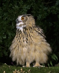 European Eagle Owl, bubo bubo, Adult puffing up feathers