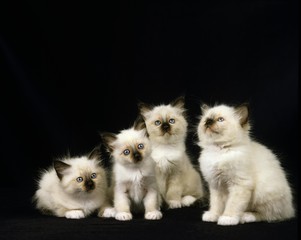 Obraz premium Birmanese Domestic Cat, Kittens against black Background