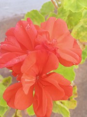 red colour  flower