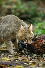 Jungle Cat, felis chaus with a Kill, a Pheasant