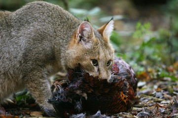 Jungle Cat, felis chaus with a Kill, a Pheasant