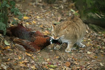 European Wildcat, felis silvestris, with a Kill, a Common pheasant