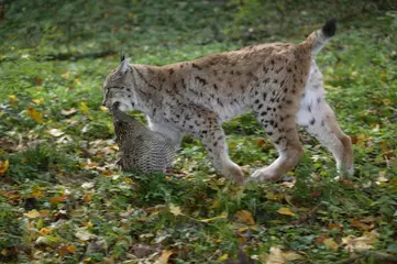 Fototapeten European Lynx, felis lynx with a Kill, a Pheasant © slowmotiongli