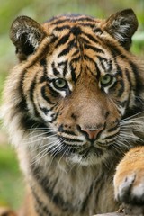 Sumatran Tiger, panthera tigris sumatrae, Portrait of Adult