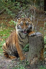 Sumatran Tiger, panthera tigris sumatrae, Adult snarling