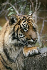 Sumatran Tiger, panthera tigris sumatrae, Portrait of Adult