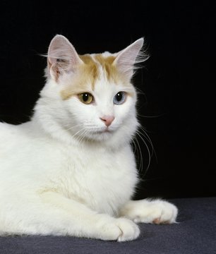 Turkish Van Domestic Cat laying against Black Background