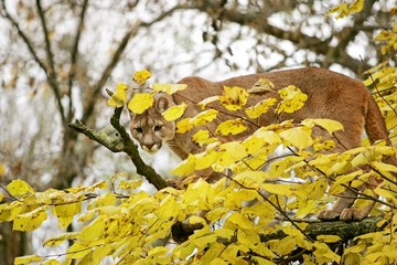 Cougar, puma concolor, Adult standing in Tree