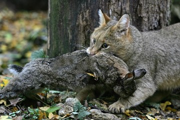 Jungle Cat, felis chaus with a Kill, a Rabbit