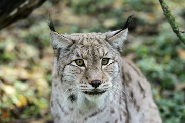 Naklejka na ściany i meble European Lynx, felis lynx, Portrait of Adult