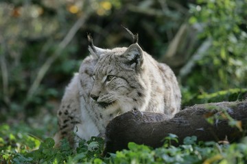 Naklejka na ściany i meble European Lynx, felis lynx with a Kill, a Roe Deer