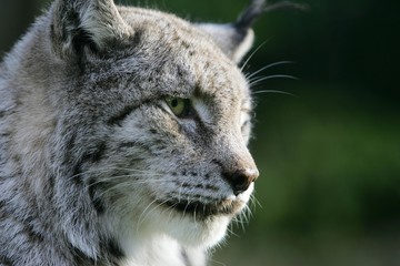 European Lynx, felis lynx, Portrait of Adult