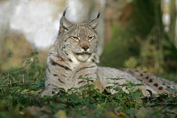 Naklejka na ściany i meble European Lynx, felis lynx, Adult laying