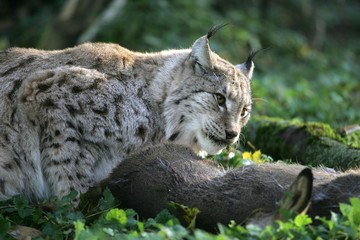 European Lynx, felis lynx with a Kill, a Roe Deer