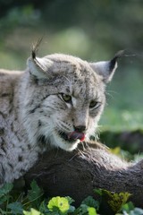 European Lynx, felis lynx with a Kill, a Roe Deer