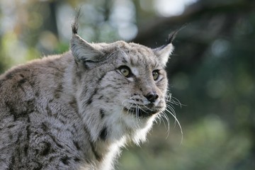 European Lynx, felis lynx, Portrait of Adult