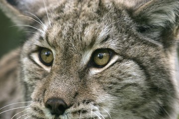 European Lynx, felis lynx, Portrait of Adult, close up of Eyes