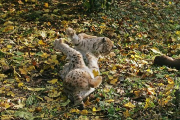 European Lynx, felis lynx, Pair fighting