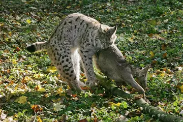 Deurstickers Europese lynx, felis lynx met een kill, een ree © slowmotiongli