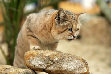 Sand Cat, felis margarita, Adult