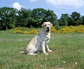 Yellow Labrador Retriever Dog standing on Lawn