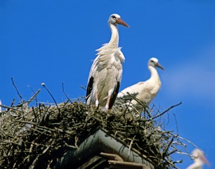 White Stork, ciconia ciconia, Pair standing on Nest, Alasce in East of France