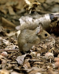 Yellow Necked Mouse, apodemus flavicollis