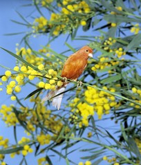 Red Canary, serinus canaria standing on Silver wattle's Branch