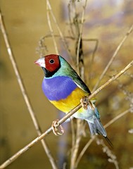 Gouldian Finch, chloebia gouldiae