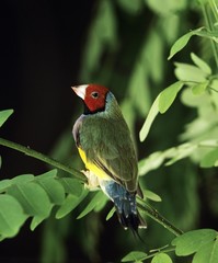 White Breasted Gouldian Finch, chloebia gouldiae, Adult standing on Branch