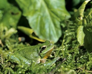 European Tree Frog, hyla arborea, Adult camouflaged in Moss